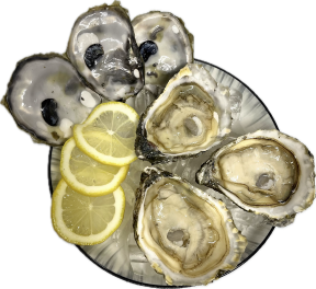 Large size oyster on ice